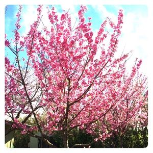 Hi I’m Sharon 🌸